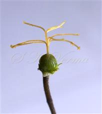  Pistil